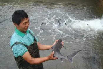 浅谈鲟鱼养殖过程中溶氧与投喂管理技术