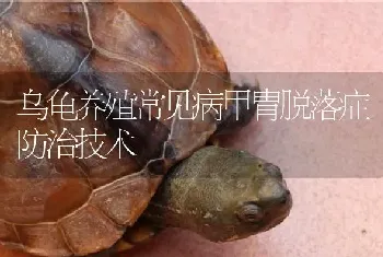 乌龟养殖常见病甲胄脱落症防治技术