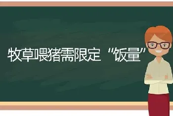 牧草喂猪需限定“饭量”