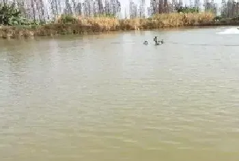 比净水更进一步：持久处理鳜鱼池塘浑浊水