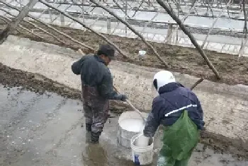 南美白对虾锅炉苗分苗注意事项