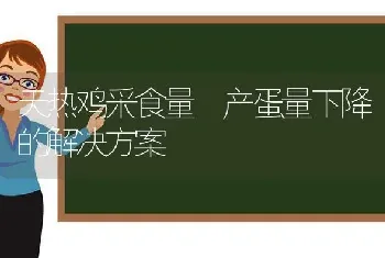 天热鸡采食量 产蛋量下降的解决方案