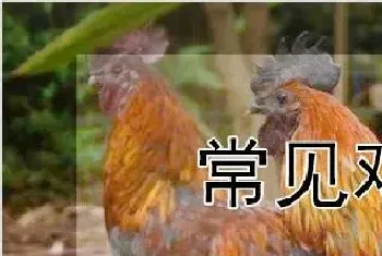 常见鸡病防治