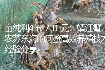 亩纯利4670元：靖江蟹农苏东海的河蟹高效养殖技术经验分享