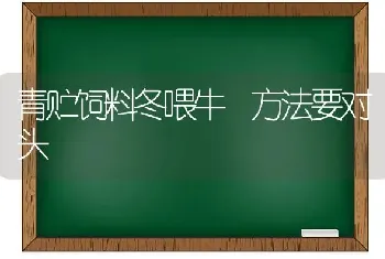 青贮饲料冬喂牛 方法要对头