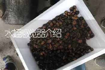 水蛭感觉器介绍