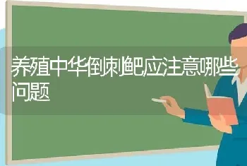 养殖中华倒刺鲃应注意哪些问题