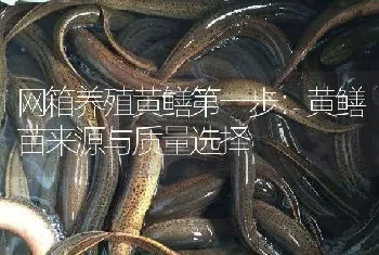 网箱养殖黄鳝第一步：黄鳝苗来源与质量选择