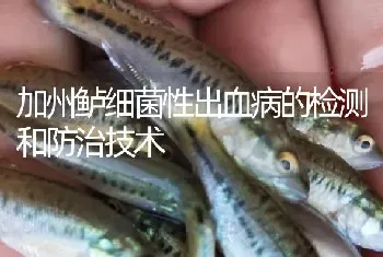 加州鲈细菌性出血病的检测和防治技术