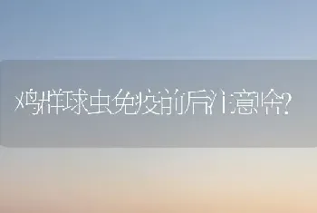 鸡群球虫免疫前后注意啥?