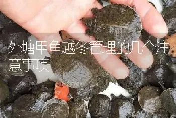 外塘甲鱼越冬管理的几个注意事项