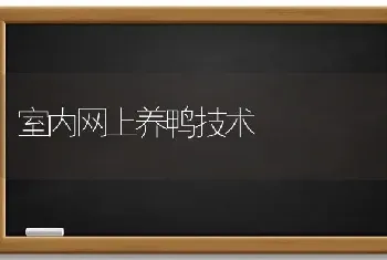 室内网上养鸭技术