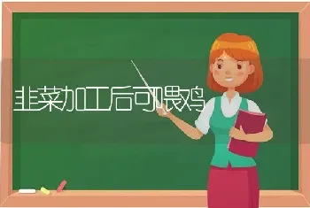 韭菜加工后可喂鸡