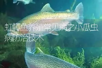 虹鳟鱼养殖常见病之小瓜虫病防治技术