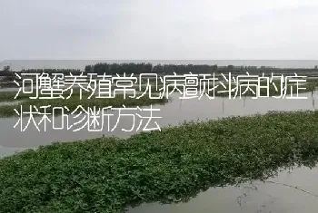 河蟹养殖常见病颤抖病的症状和诊断方法