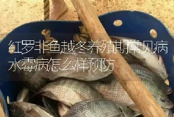 红罗非鱼越冬养殖期常见病水霉病怎么样预防