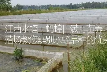 江西水蛭[蚂蝗]满月苗养殖场教您辨别水蛭品种的优劣