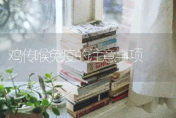 鸡传喉免疫的注意事项