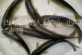 四大家鱼的人工繁殖：出苗与护理