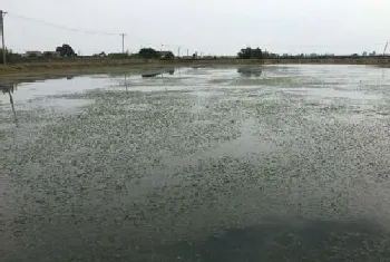 你的蟹塘虾塘水草是不是又飘了???