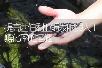 提高西伯利亚鲟发眼卵人工孵化率的措施