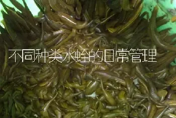 不同种类水蛭的日常管理