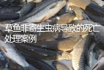 草鱼非寄生虫病导致的死亡处理案例