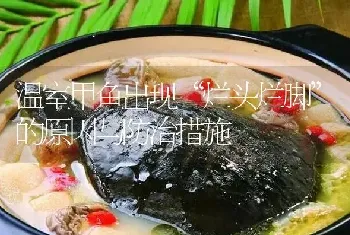 温室甲鱼出现“烂头烂脚”的原因与防治措施