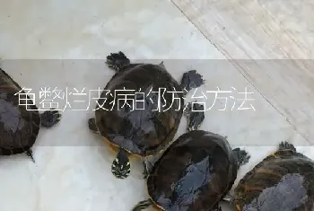 龟鳖烂皮病的防治方法