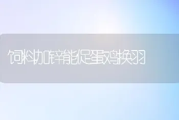 饲料加锌能促蛋鸡换羽