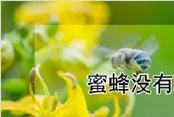 蜜蜂没有蜂王能养多久