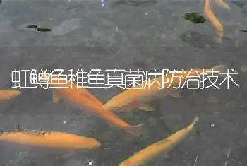 虹鳟鱼稚鱼真菌病防治技术