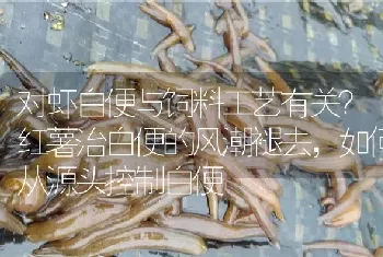 对虾白便与饲料工艺有关?红薯治白便的风潮褪去,如何从源头控制白便