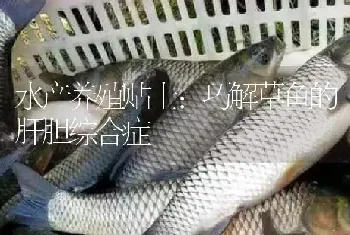 水产养殖贴士：巧解草鱼的肝胆综合症