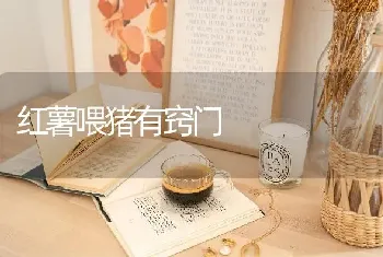 红薯喂猪有窍门