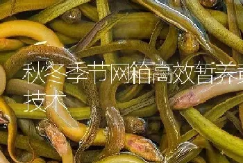 秋冬季节网箱高效暂养黄鳝技术