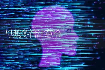 母鹅冬管注意啥