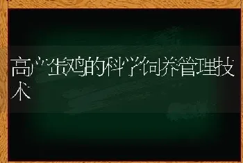 高产蛋鸡的科学饲养管理技术