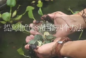 提高雄龟繁殖性能四个方法