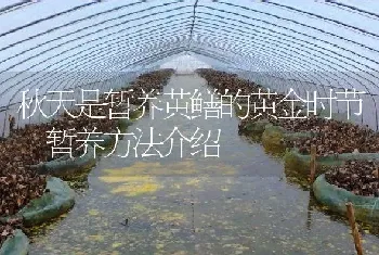 秋天是暂养黄鳝的黄金时节 暂养方法介绍