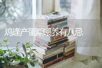 鸡逢产蛋期喂养有八忌