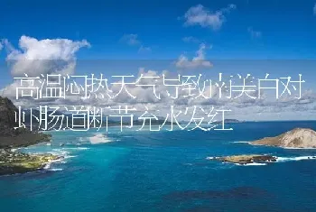 高温闷热天气导致南美白对虾肠道断节充水发红