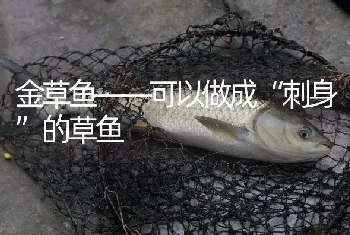 金草鱼——可以做成“刺身”的草鱼