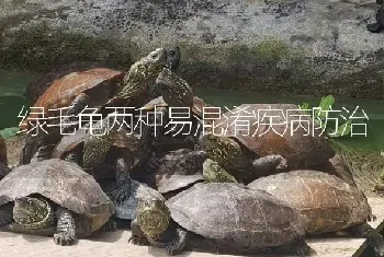 绿毛龟两种易混淆疾病防治