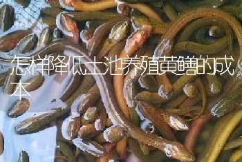 怎样降低土池养殖黄鳝的成本