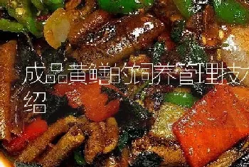 成品黄鳝的饲养管理技术介绍