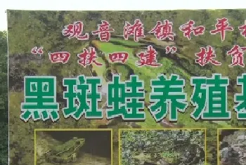 湖南祁阳于福勇：养殖黑斑蛙敲开致富门