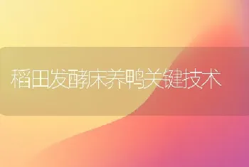 稻田发酵床养鸭关键技术