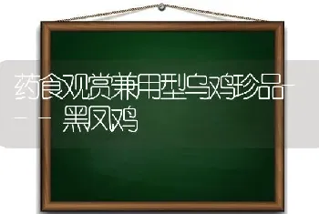 药食观赏兼用型乌鸡珍品---黑凤鸡