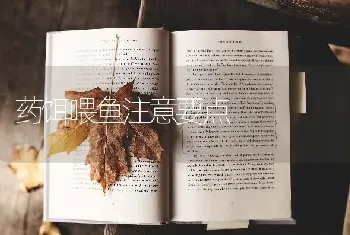 药饵喂鱼注意要点